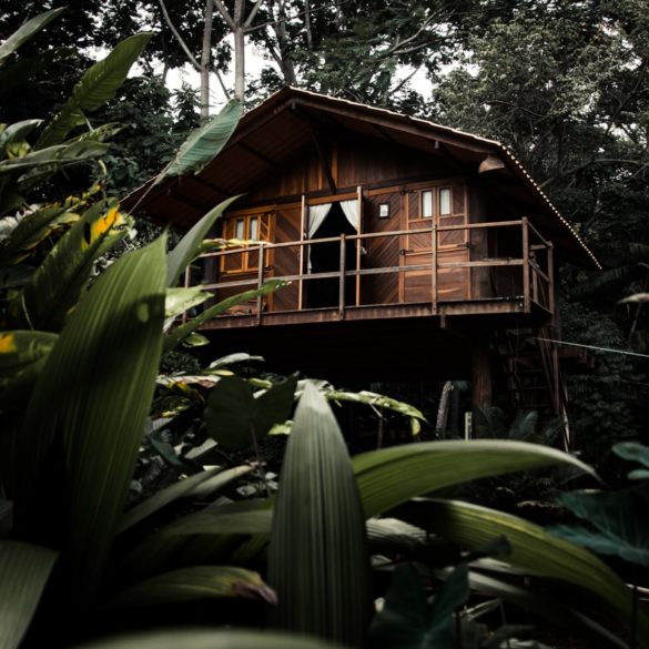 brown wooden house surrounded by green plants